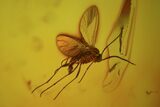 Fossil Fly Swarm (Diptera) In Baltic Amber #72236-3